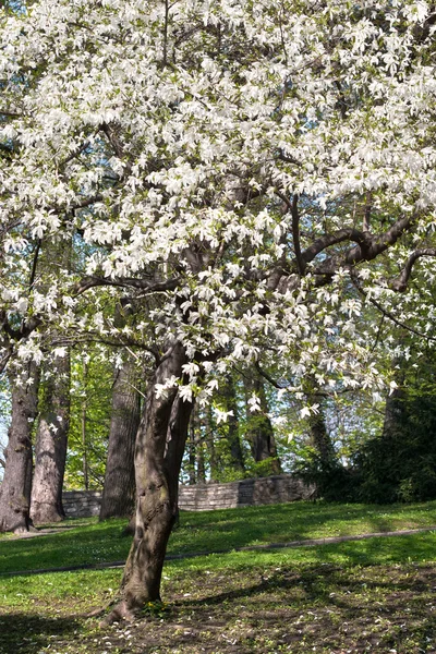 Pohon Magnolia dalam mekar penuh — Stok Foto