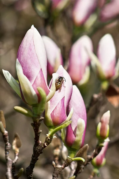 Magnolia flower with wasp — Stock Photo, Image