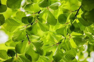 Green leaves, background clipart