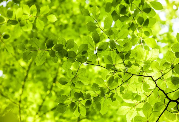 Hojas verdes, bosque, fondo — Foto de Stock