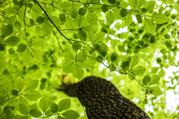 Folhas verdes, floresta, fundo — Fotografia de Stock