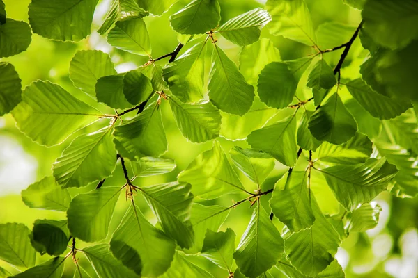 Zelené listy, pozadí — Stock fotografie