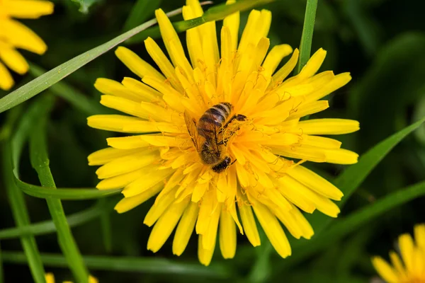 stock image Bee on a flower