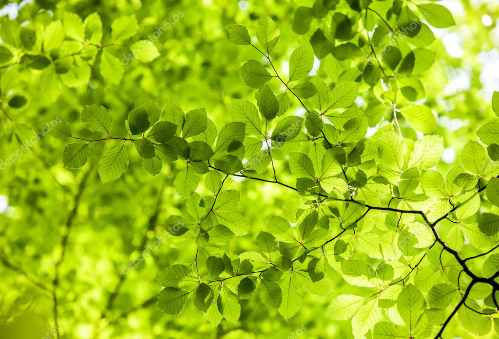 Grüne Blätter Wald Hintergrund Stockfotografie lizenzfreie Fotos graphia