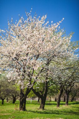 Flowering trees at spring clipart