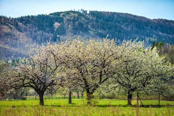 Цветущие деревья на фоне гор — стоковое фото