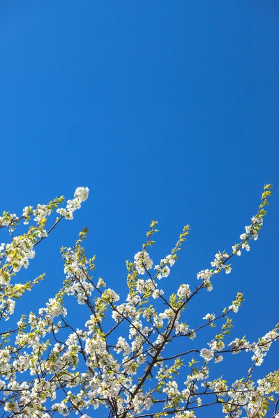 Flowers on springtime on a blue sky — Stock Photo, Image