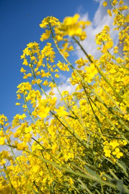 Rape field, canola crops on blue sky clipart