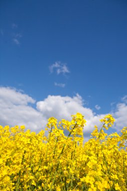 Rape field and blue sky with clouds in summer clipart