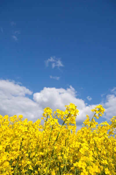 Rape field and blue sky with clouds in summer — Stock Photo, Image