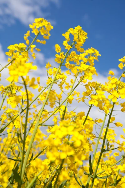 stock image Rapeseed, canola crops on blue sky