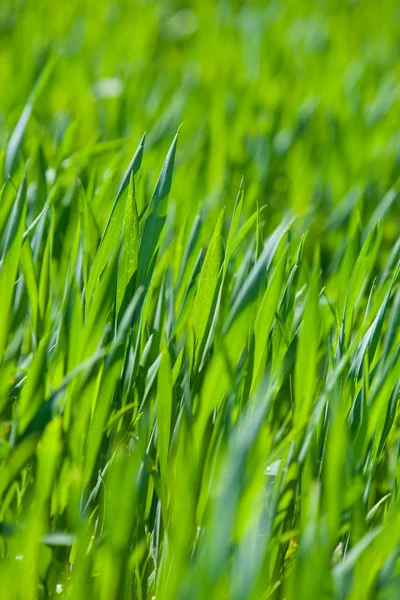 Primer plano de hierba fresca y espesa — Foto de Stock