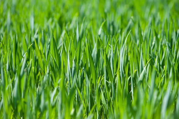 Närbild av färskt tjockt gräs — Stockfoto