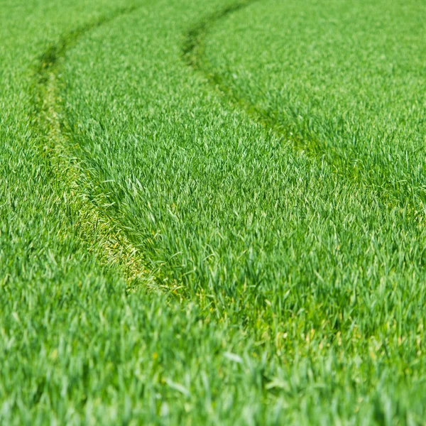 Close up of fresh thick grass — Stock Photo, Image