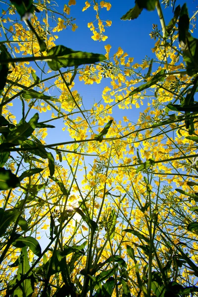 stock image Rapeseed