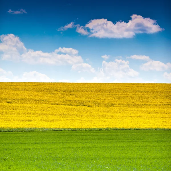Lanskap dengan bunga rapeseed, rumput dan langit — Stok Foto