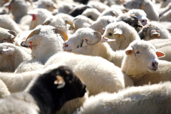 stock image Flock of sheep