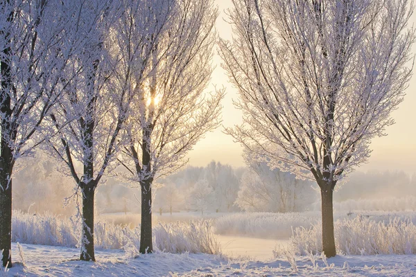 Inverno Alba, alberi ghiacciati al lago Foto Stock Royalty Free