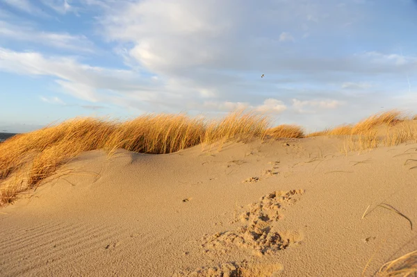 Písečná duna — Stock fotografie