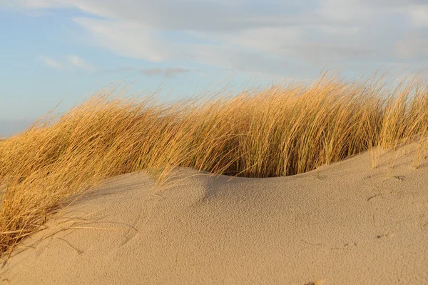모래 모래 모래 — 스톡 사진