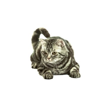 İngiliz kedi oynuyor