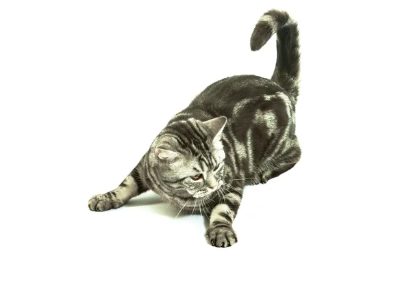 Britská kočka si hraje — Stock fotografie