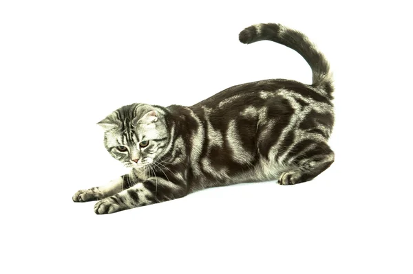 British cat playing — Stock Photo, Image