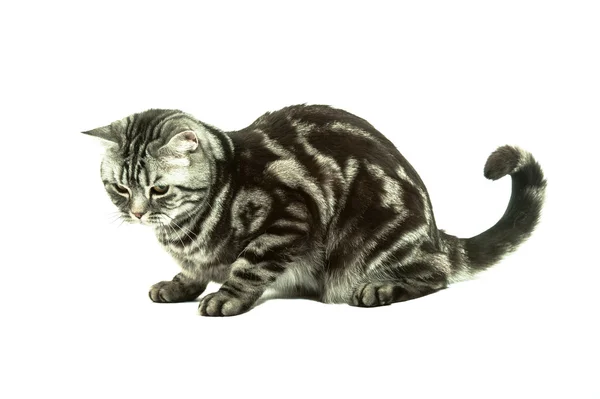 Brit macska játszik — Stock Fotó