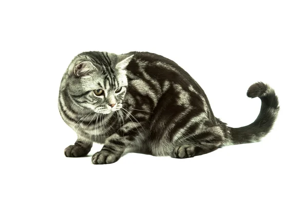 Gatto britannico giocare — Foto Stock