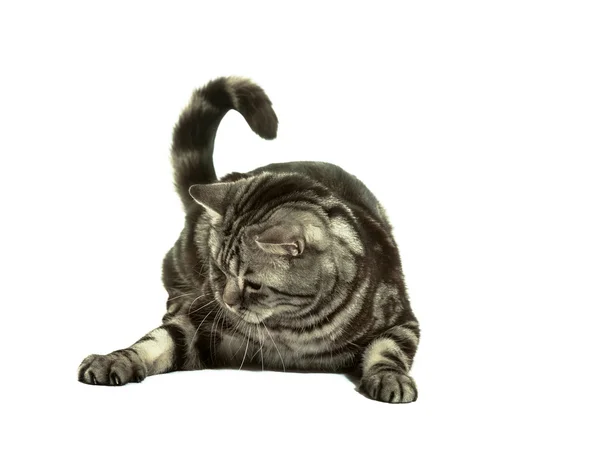영국 고양이 재생 — 스톡 사진