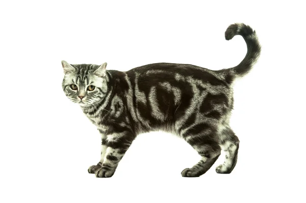 Británico gato jugando — Foto de Stock