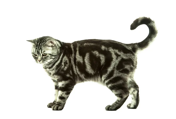 Βρετανική γάτα παίζει — Φωτογραφία Αρχείου