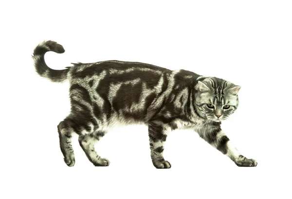 再生イギリスの猫 — ストック写真