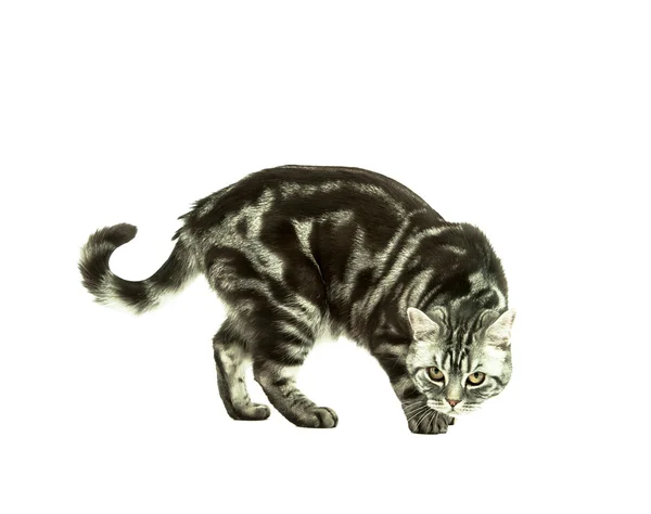 İngiliz kedi oynuyor — Stok fotoğraf