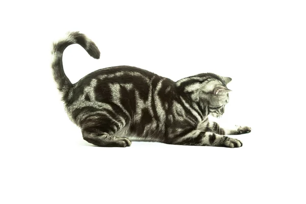British cat playing Stock Picture