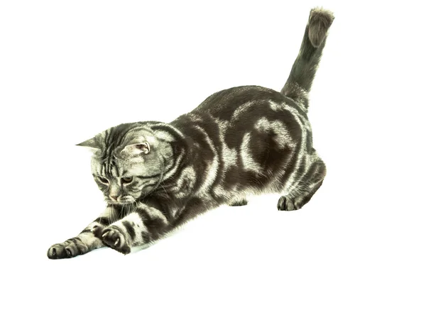 British cat playing Stock Picture