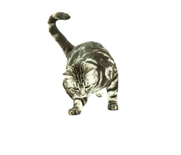 British cat playing Stock Image