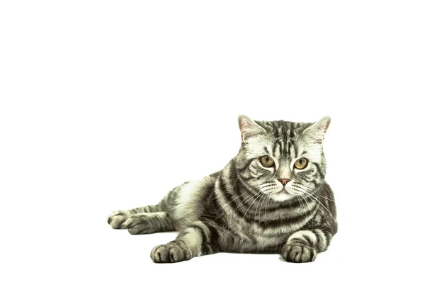 Британський кіт гра Стокове Фото