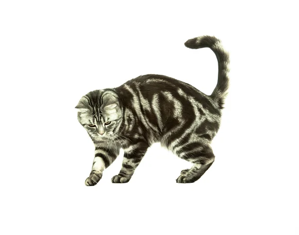 英国猫玩 免版税图库照片
