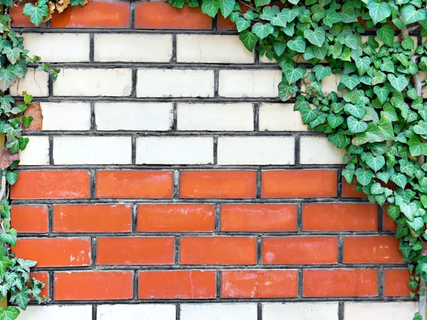 Bakstenen muur met klimop — Stockfoto