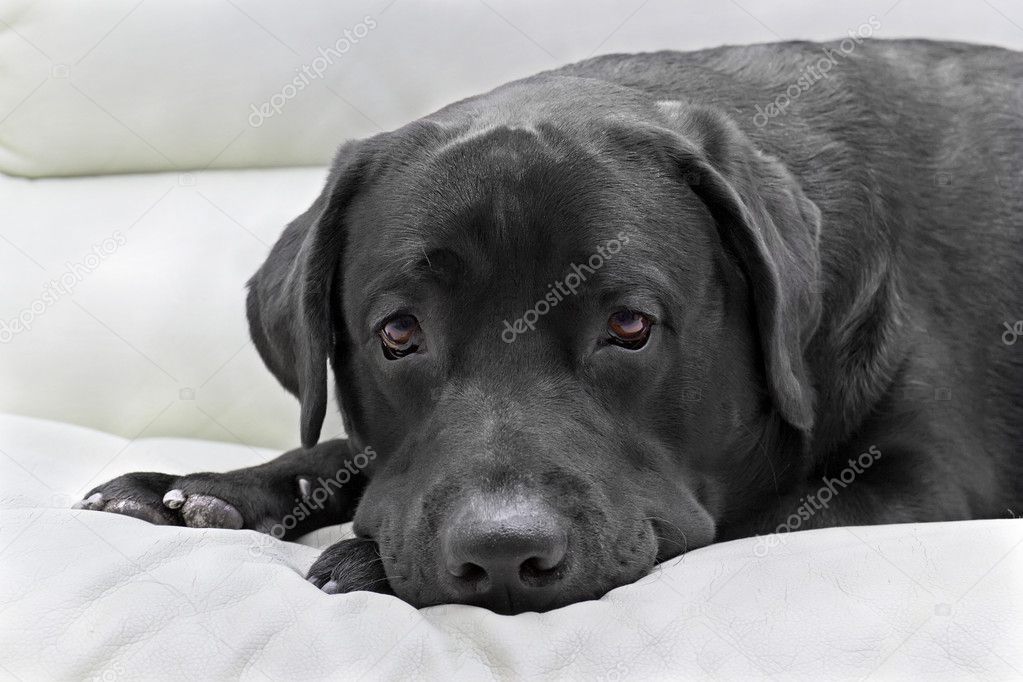 Dog breed black labrador close up