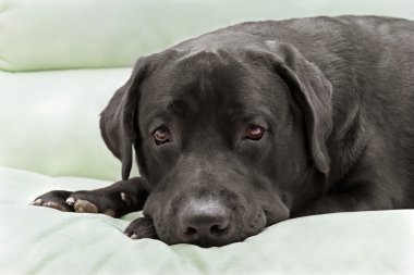 labrador köpek doğurmak siyah yakın çekim