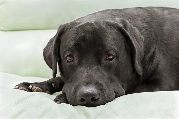 Raça cão preto labrador de perto — Fotografia de Stock