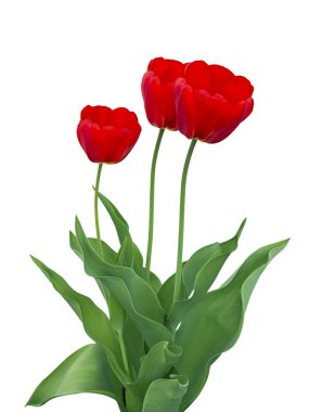 Three red tulips clipart