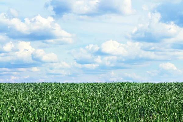 Vista do céu através da grama verde — Fotografia de Stock