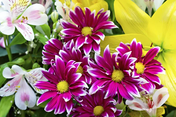 Diversi fiori colorati sullo sfondo — Foto Stock