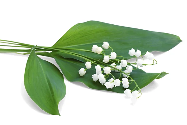 A bouquet of lilies of the valley — Stock Photo, Image