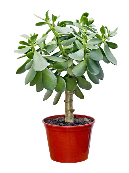 Crassula de planta doméstica em vaso vermelho — Fotografia de Stock
