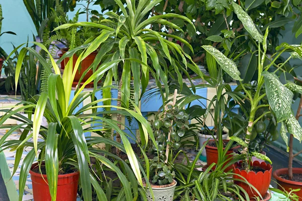 Many house plants in pots — Stock Photo, Image