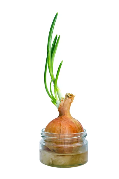 stock image Sprouted bulbs in a pot with water